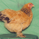 Little Chick, Bantam Buff Brahama Hen (Michael Bohlken)